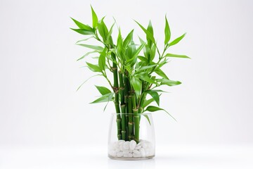 Very beautiful New year Lucky Bamboo in a vase on the table, white background