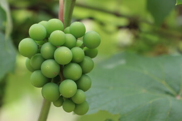 Green unripe bunches of grapes hanging on branches, vine, bush, grape bush in summer under the sun