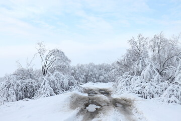 Fototapeta premium Snow on the branches of a bush and tree