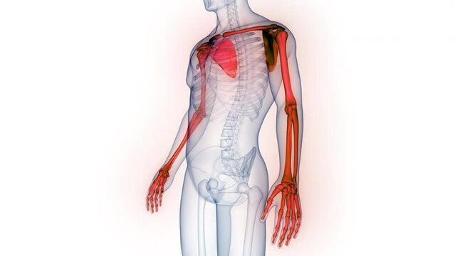 Human Skeleton System Upper Limbs Bone Joints Anatomy Animation Concept