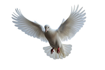 Obraz premium white flying dove isolated on transparent background