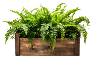 Lush Greenery Wooden Planter Box Creating a Vibrant Outdoor Haven on a White or Clear Surface PNG Transparent Background.