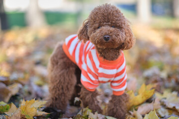 Red-brown toy poodle dog. Toy poodle puppy on a walk in the autumn park. Poodle puppy in a striped sweater.