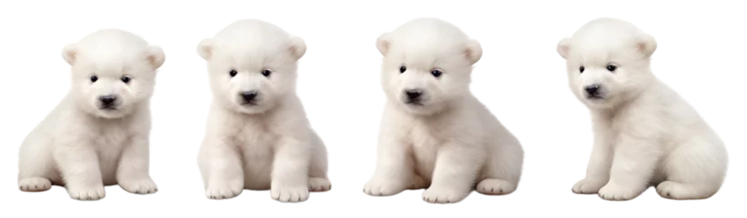 Foto op Canvas Set of Baby cute polar bear multi pose, isolated on transparent of white background © NightTampa