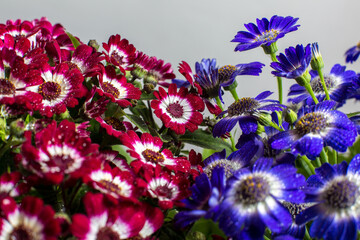 Bouquet of blue small chrysanthemums
