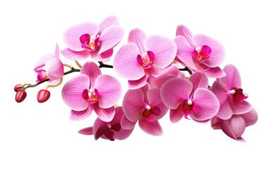 Captivating Bloom Orchid Flower with Enchanting Charm on a White or Clear Surface PNG Transparent Background.