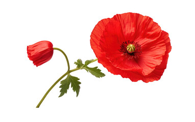 Stylish and Vibrant Poppy in Full Bloom on a Clean Canvas on a White or Clear Surface PNG Transparent Background.