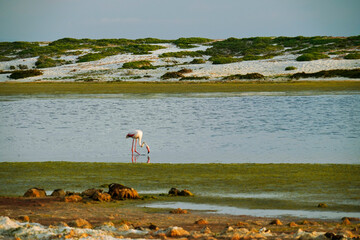 Fenicotteri nello Stagno di Mari Ermi.Sinis, Provincia di Oristano, Sardegna, Italy