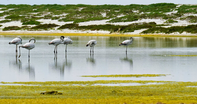 Fenicotteri nello Stagno di Mari Ermi.Sinis, Provincia di Oristano, Sardegna, Italy