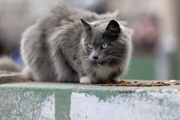 Stray cats may struggle to find regular meals. Providing them with food and water can help ensure...