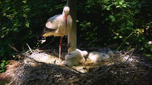 Close up Baby storks resting in a nest on a sunny day
