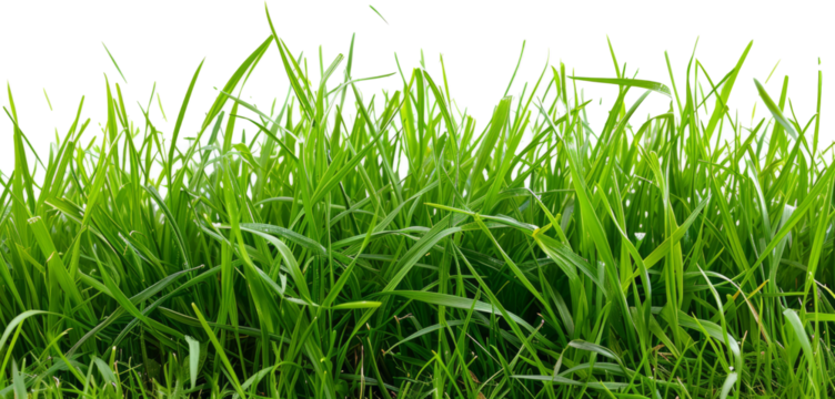 Hi Resolution image of Fresh green grass isolated against