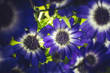 Bouquet of blue small chrysanthemums