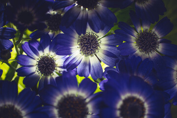 Bouquet of blue small chrysanthemums