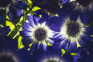 Bouquet of blue small chrysanthemums