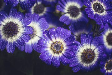 Bouquet of blue small chrysanthemums