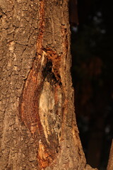 A neem tree trunk or bark with black bokeh background, closeup