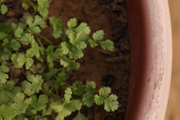 Coriander or Dhaniya plant in a plastic pot in the soil