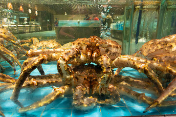 spider crabs in the tank