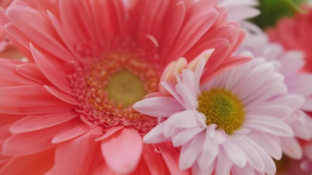 Flowers gerbera close up. Magnificent bouquet of colorful flowers.