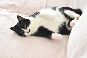 Cat laying on sofa at home. Happy tabby black and white cat relaxing in a house.