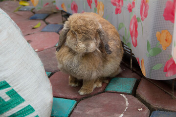 Cute Holland Lop rabbit with sagging ears, chubby brown is sitting near plastic-covered cage in...