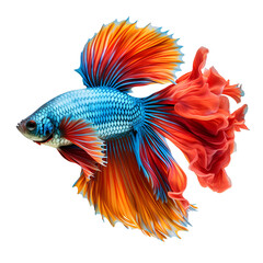 Fototapeta premium A Colorful Betta Fish, Siamese Fighting Fish in Action: Swimming Photography, Isolated on Transparent Background, PNG