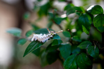 Caterpillar on green leaf in the garden.