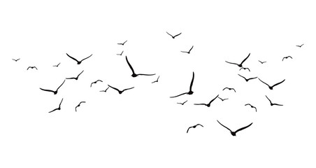 flying bird silhouette - obrazy, fototapety, plakaty
