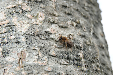Low angle closeup on a male and female mellow miner solitary bee, Andrena mitis, sitting on a tree...