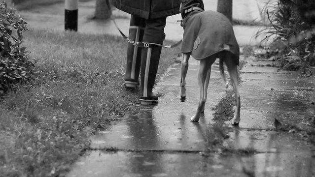 Dog walking. A girl walks with a Dog in the rain. A stylish Whippet in overalls walks next to a girl in rubber boots. The owner with her beloved purebred dog. Black and white video. Slow motion.