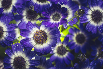 Bouquet of blue small chrysanthemums