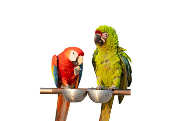 military with scarlet macaw parrot free frying isolated on white background with clipping path. 