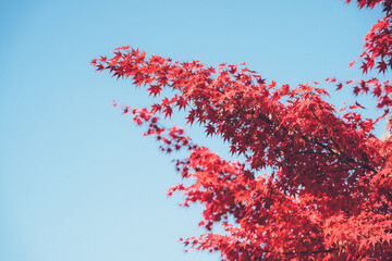 赤い紅葉