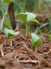 Young plants are growing.