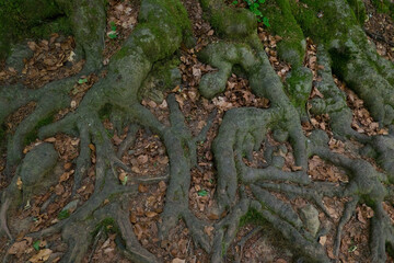 Shallow highly branched root system of an old beech