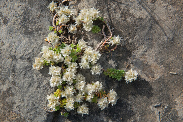 Nailwort, Paronychia kapela, small white flowers growing on a rock