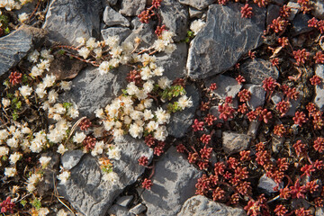 Nailwort, Paronychia kapela and Azure stonecrop, Sedum caeruleum, growing on a rock