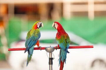 green wing macaw and Catalina parrot free frying on aluminum rod. 