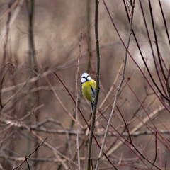A blue tit (cyanistes caerelus) looks back from a branch in the forest in winter.