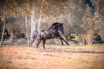 czarny galopujący koń w jesiennej scenerii  - obrazy, fototapety, plakaty