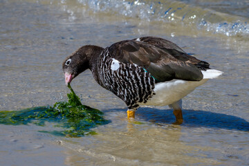Kelp goose (Chloephaga hybrida), female, New Island, Falkland Islands