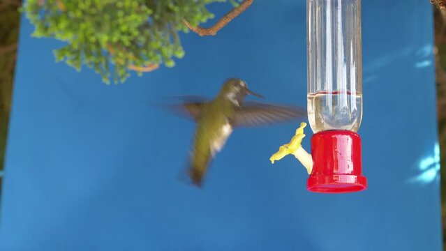 Humming Bird recorded on the blue screen in 4K slow motion 60fps