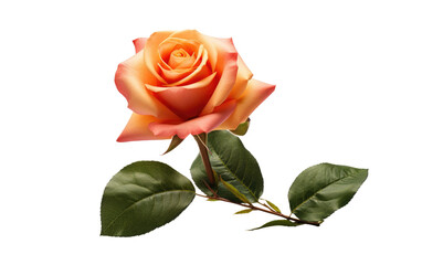 Elegance in Bloom Single Rose Flower on White or PNG Transparent Background