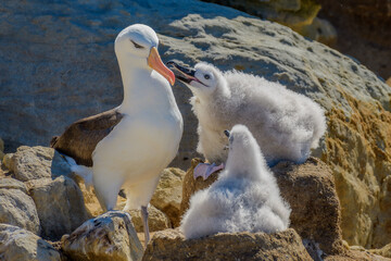 Black-browed albatross (Thalassarche melanophris) feeding her chick, West Point Island, Falkland...