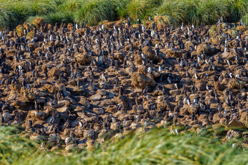Antarctic shag (Leucocarbo bransfieldensis) colony, New Island, Falkland Islands