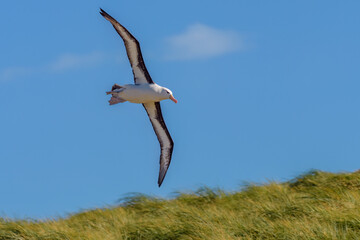 Black-browed albatross (Thalassarche melanophris), New Island, Falkland Islands
