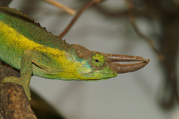 Closeup on a Jackson's or Three-horned Chameleon, Trioceros jacksonii sitting in the vegetation © Henk