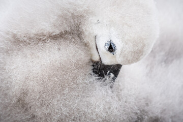 Black-browed albatross (Thalassarche melanophris) chick, closeup portrait, West Point Island, Falkland Island