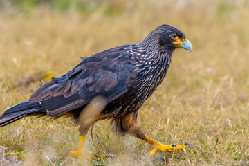 Striated caracara (Phalcoboenus australis), West Point Island, Falkland Island